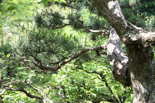 大薀寺～松