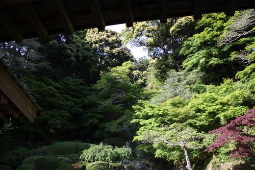 大薀寺～空まで抜けるような緑