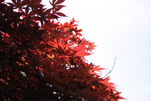 室田家～カエデ
