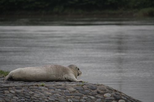 あ～、この川を流れてきたんだな～