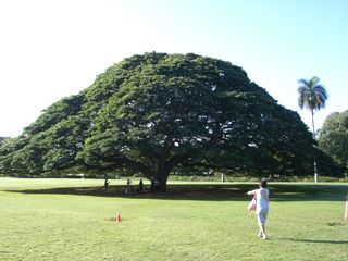 日立の樹