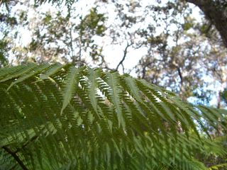 この辺りはシダ系の植物が多い