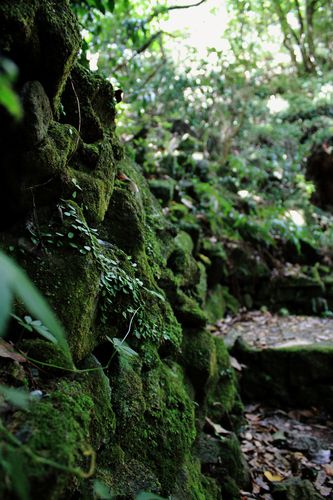 苔むした岩肌